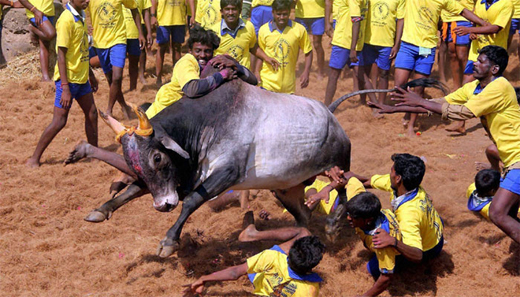 jallikattu